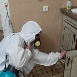 Дезинфекция от муравьев в квартире в Новой Ладоге